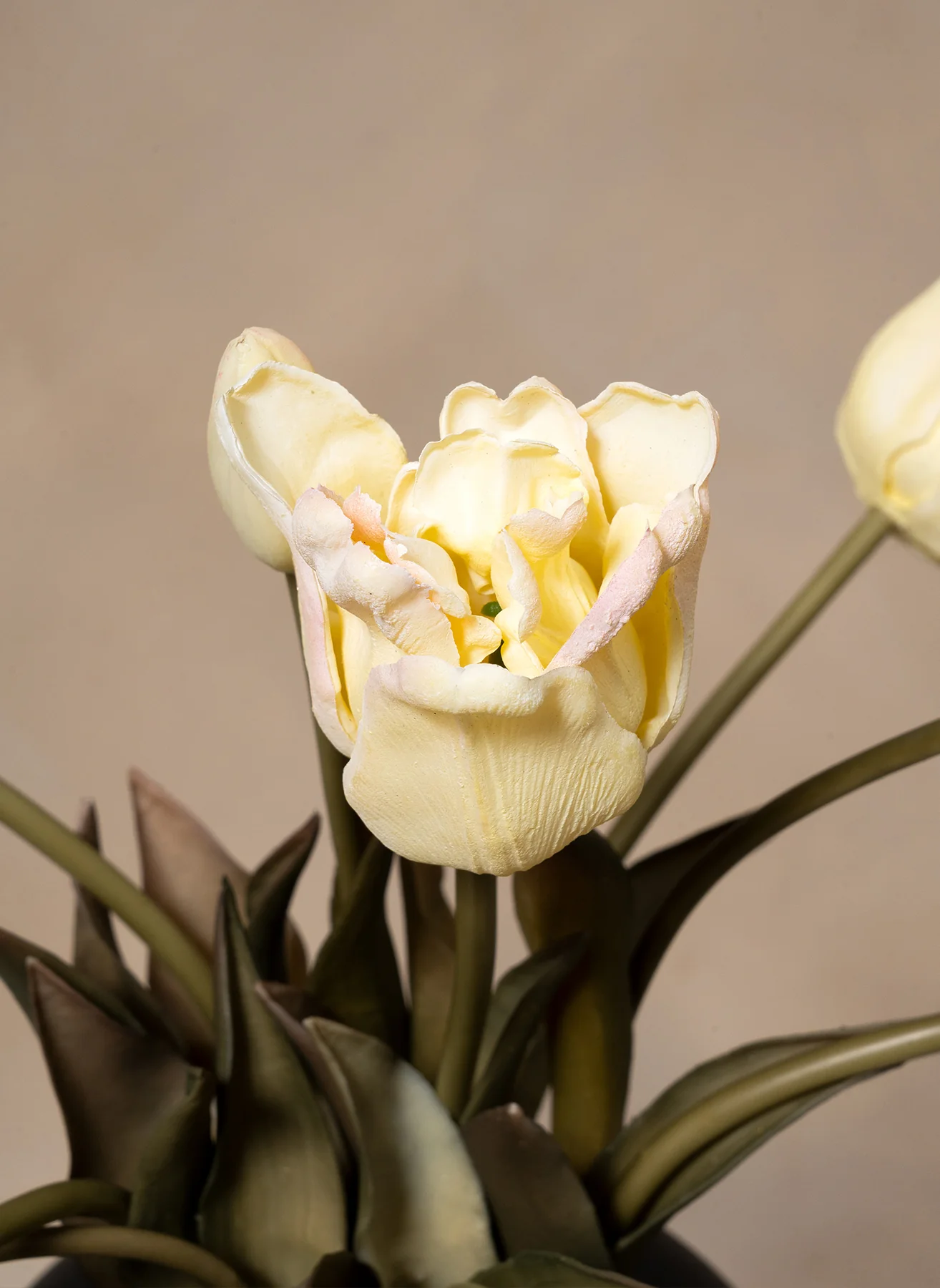 Papegaai Tulpen - Wit - Image 3