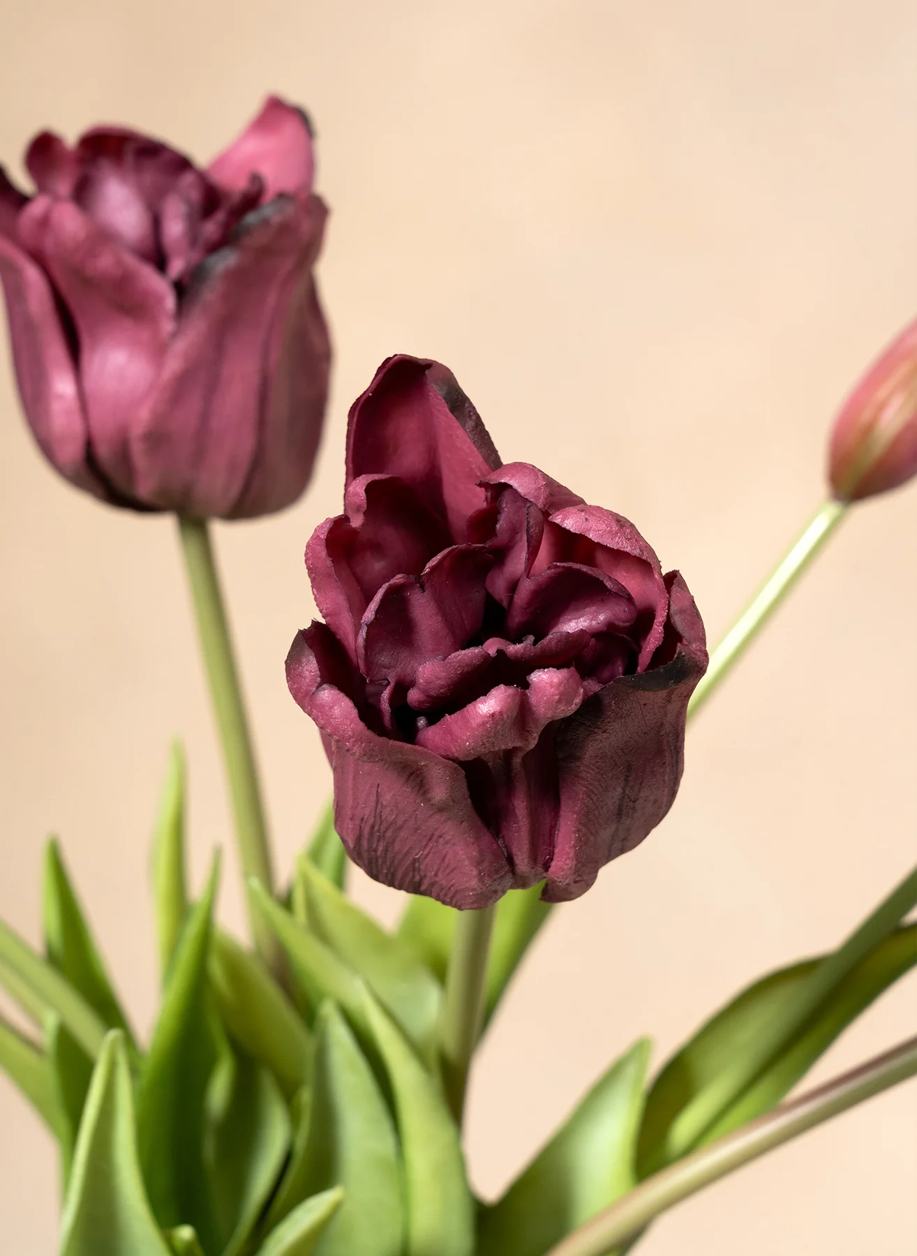 Papegaai Tulpen - Paars - Image 3