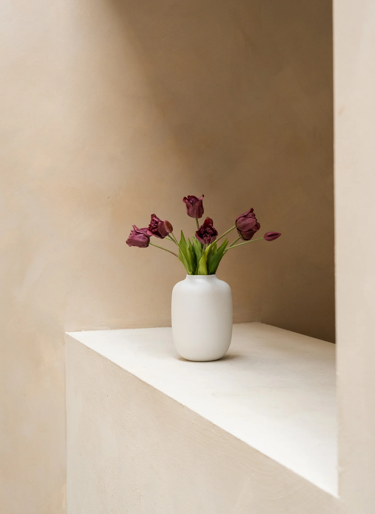 Papegaai Tulpen - Paars - Image 4