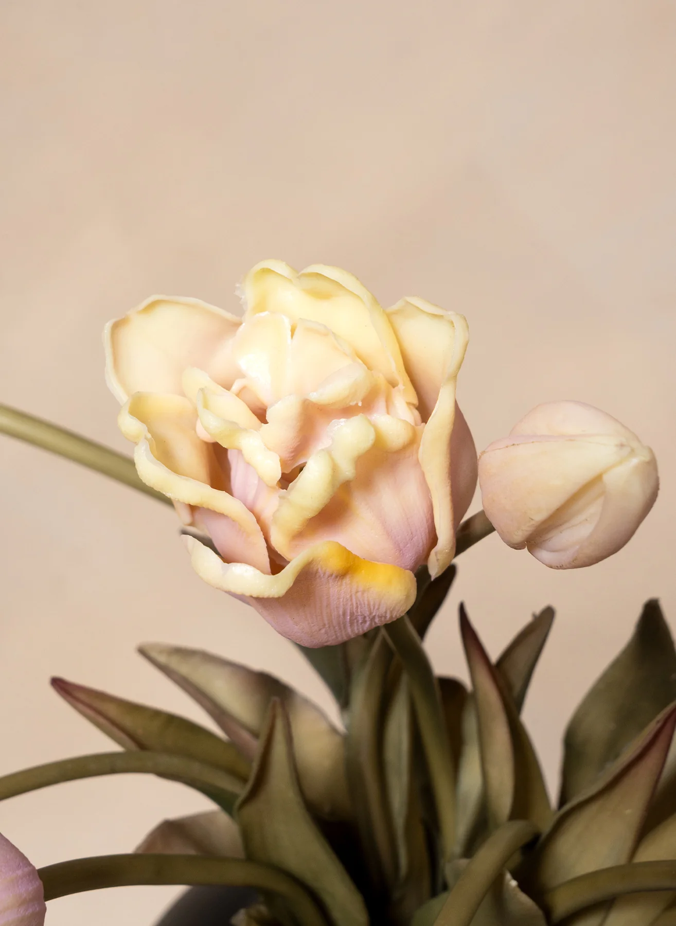 Papegaai Tulpen - Violet - Image 3